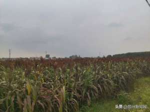 茅台种植高粱-直供茅台鄂州数千亩撂荒地种出红高粱
