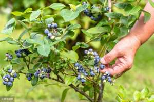 锯末能种植吗-用锯末种植蓝莓 产量提高30％ 收入可以增加50％