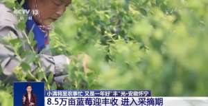 蓝莓种植管理技术视频-85万亩蓝莓迎丰收是否新鲜要看这层“外衣”