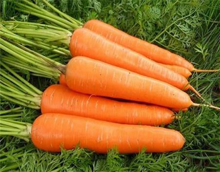 新发地胡萝卜：青岛莱西地区的胡萝卜批量上市