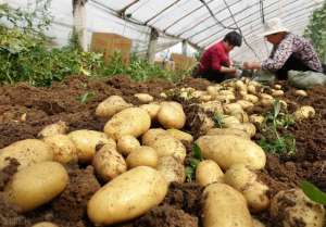 河北地膜土豆几月种植-给你开付药方早春地膜马铃薯中后期管理措施
