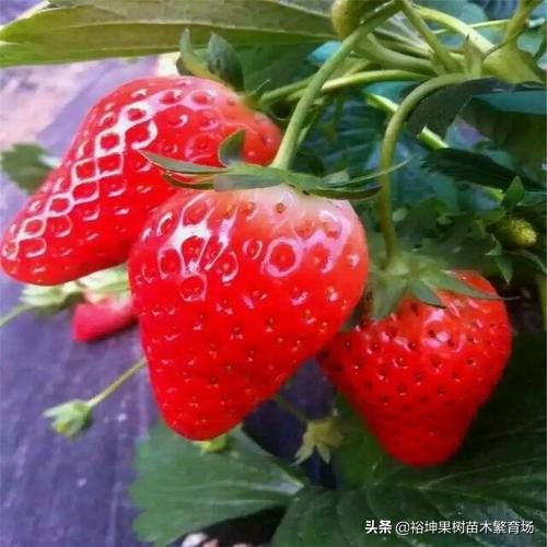 草莓苗种植有方法，多学知识少走弯路