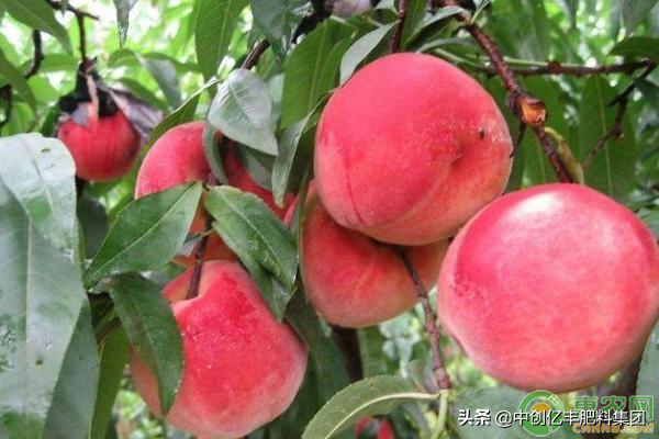 水蜜桃优质高产栽培技术