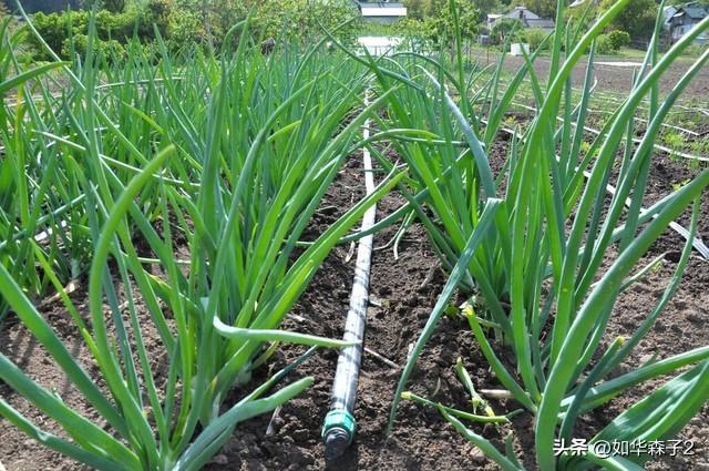 洋葱种植要高产，优选育苗进行合理施肥，绿色防治病虫害