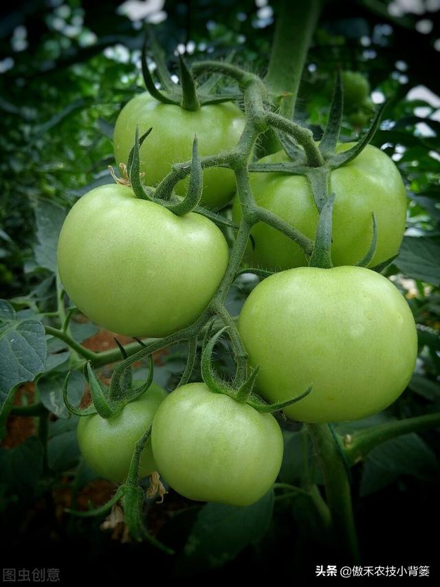 如何种好秋冬茬西红柿？这篇文章告诉你种植技巧