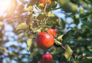 桃树苗几月份种植-梨树、桃树、苹果树果树春季管理要点来啦