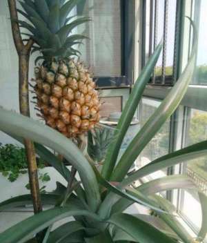 菠萝顶花种植的详细方法-吃菠萝时顶花别扔，种花盆里好好养护，没准就能结出大菠萝
