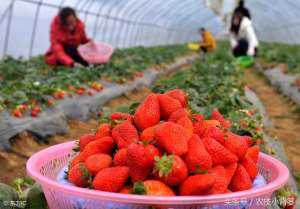 大型草莓种植-手把手教你种草莓，学会这些你就是草莓种植高手