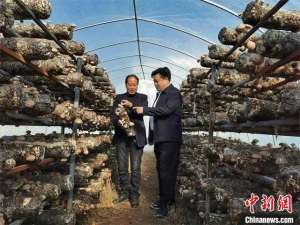 种植香菇大棚图片-陕西铜川香菇大棚走出致富路 退役军人助力乡村振兴