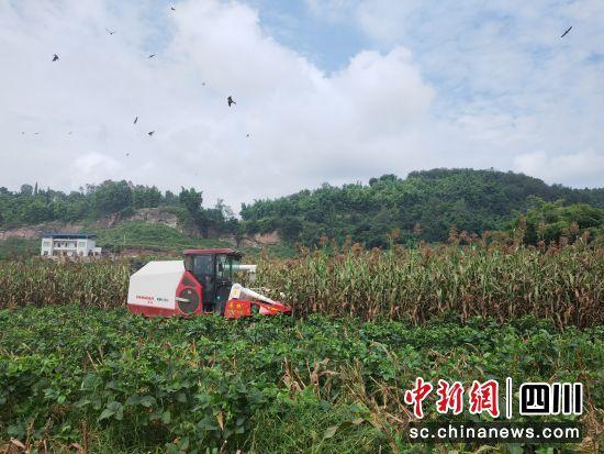 泸州泸县：带状种植效益好 高粱大豆双丰收