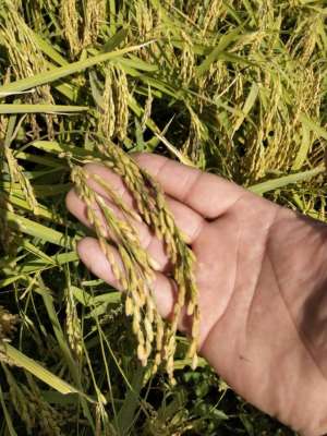 五常市水稻种植合作社-东北优质大米-五常市新起源水稻种植农民专业合作社
