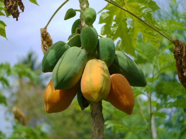 木瓜栽培技术，苗木繁育及肥水管理，可有效提高木瓜产量
