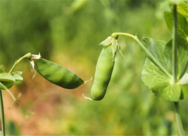 看这里，种植豌豆的技巧，学会种植很简单