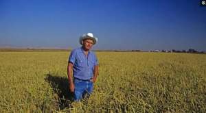 黑大米的种植-为什么美国人不吃大米水稻种植技术那么好？亩产量比我们还高