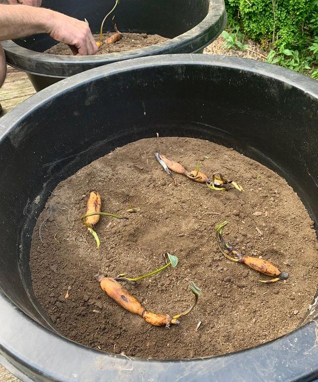 种碗莲买种藕种更容易开花，不要种颠倒了，用肥和土要注意