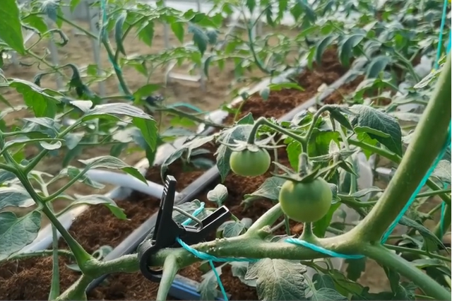 浇水方法用不对，难怪番茄长势差，基质栽培浇水技巧要掌握