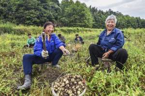 江西哪里培训种植草莓-江西资溪：药材丰收农妇乐