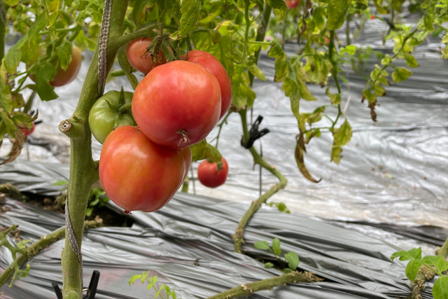 种番茄掌握2个小技巧，根系发达长势好，预防早衰产量高