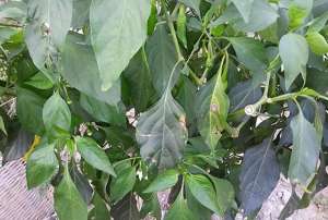 尖椒的种植方法与管理-辣椒生长落叶多，产量大降60%？ 6个问题别忽视，2个小技巧可高产