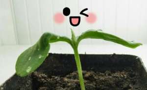 药用黄瓜籽种植-种植技术：几步走，让你的黄瓜种子快速发芽