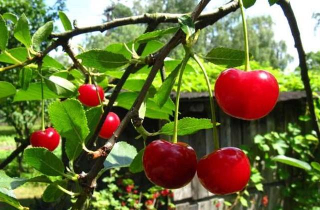 樱桃好吃价格贵，其实可以在家自己种，去壳发芽以后结满果子！