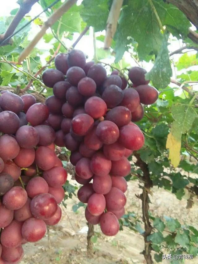 基金项目：富硒‘夏黑’葡萄栽培技术规程