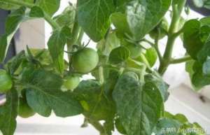 小番茄的阳台种植方法-阳台种西红柿，记得这样打叉掐尖，能结果更多，果实更大