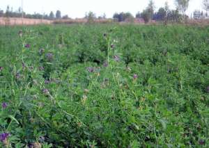 紫花苜蓿种植技术-牧草之王-紫花苜蓿播种栽植方法及标准