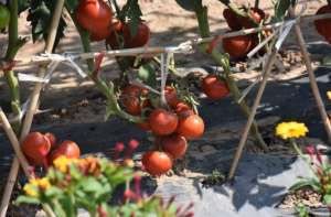 阳台番茄种植方法-阳台上只会养花？学会这6招，阳台上还能收获硕果累累的西红柿