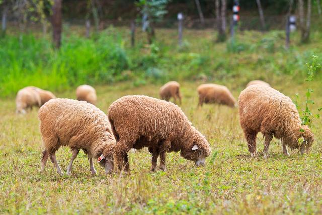 羊的5种消化问题，养羊户应有所了解！