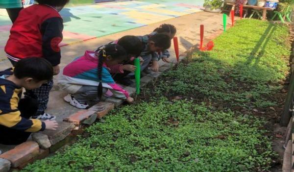 小小种植园 育人大文章——庐江县庐南责任区域幼儿园引导学生开展种植活动