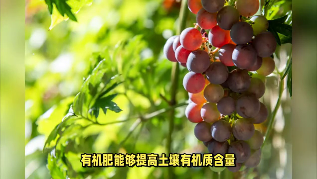 种植葡萄，掌握这些管理技巧，保证产量高