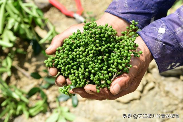 「花椒管理」青花椒适合种植的一个季节？哪时栽才早结果易活呢？