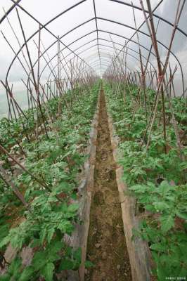 西红柿种植方法和管理-西红柿的种植方法和管理技术