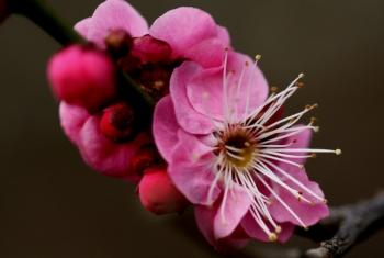 花卉的种植方法及繁殖——梅花