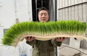 芽苗菜种植设备-水培牧草和水培芽菜怎么种植？水培种植设备该怎么用？
