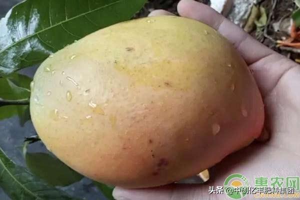 芒果种植技术：如何用芒果果核种植芒果
