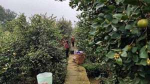 油茶种植哪里的最好-自贡荣县观山镇6000亩油茶迎丰收