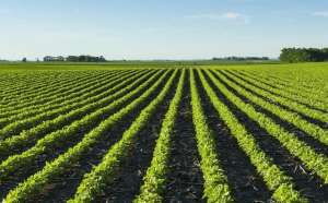 怎么种植黄豆-大豆种植时间及高产种植措施介绍