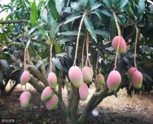 芒果是怎样种植的-芒果种植，及种植时的注意事项，助于果农增产增效