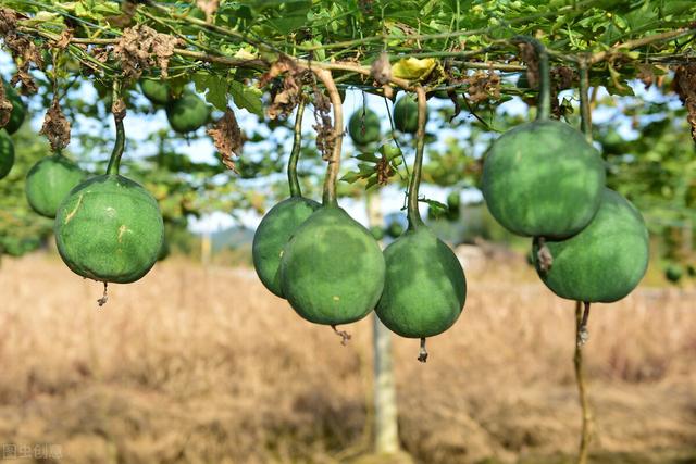 瓜蒌种植历史悠久，瓜蒌籽卖到50元一斤，为何当前没被大规模种植