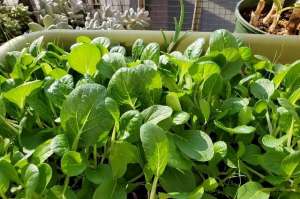 盆栽菜怎么种植方法-家庭如何种植小白菜？简单3步，长得快绿油油，不停有青菜吃
