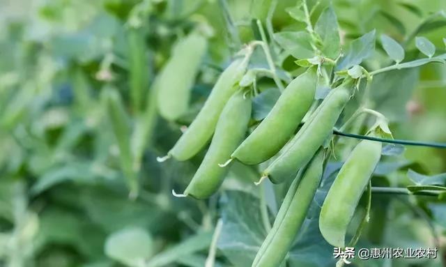 冬种豌豆高产栽培技术