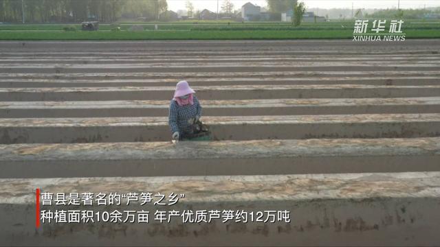 山东曹县：10余万亩芦笋喜获丰收 “土特产”打通致富路