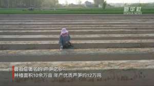 绿芦笋种植技术视频-山东曹县：10余万亩芦笋喜获丰收 “土特产”打通致富路