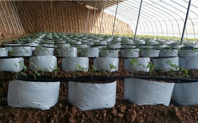 番茄黄瓜基质栽培，掌握定植水浇灌技巧，缓苗快不伤根