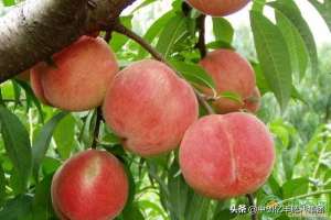 水蜜桃树种植技术-水蜜桃优质高产栽培技术