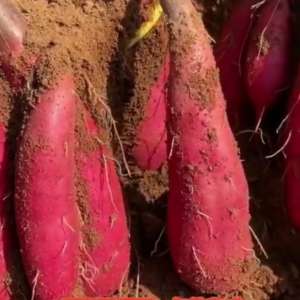 红薯大棚种植技术视频-种植红薯，高产秘诀，亩产一万斤@抖音短视频