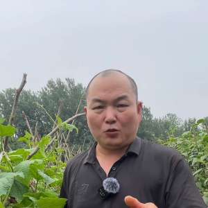 南方丝瓜种植技术视频-黄瓜丝瓜种植小技巧#农技推广