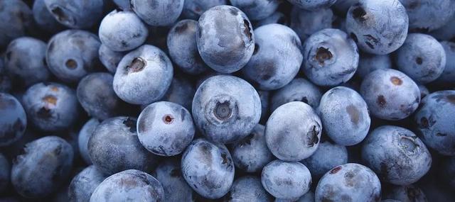 超适合新手的蓝莓养护方法和品种推荐，看完再买不吃亏